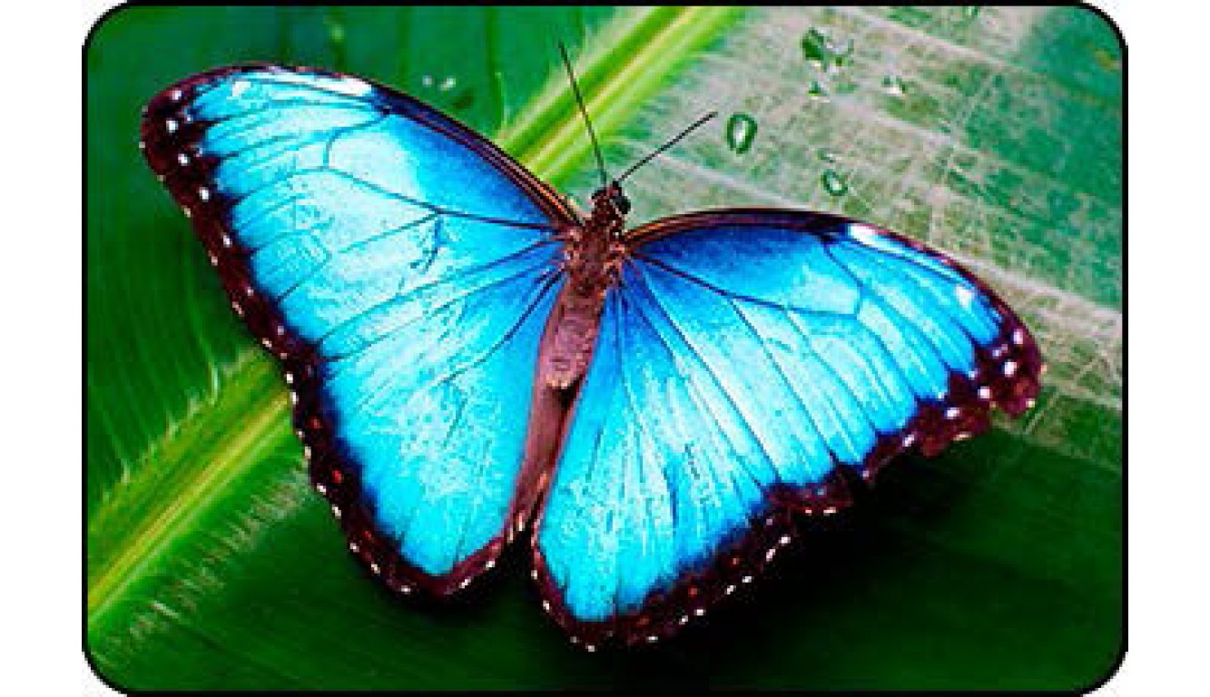Стол кухонный Бабочка голубая 064